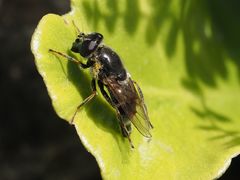Cheilosia caerulescens