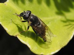 Cheilosia caerulescens
