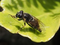 Cheilosia caerulescens