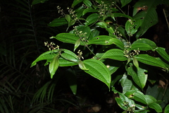 Miconia aliquantula