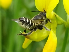Megachile