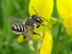Megachile