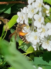 Andrena crataegi