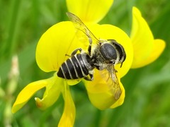 Megachile