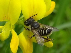 Megachile