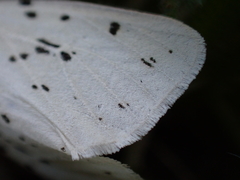 Spilosoma lubricipeda