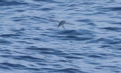 Cheilopogon