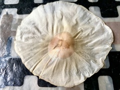 Aspidosperma megalocarpon