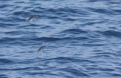 Cheilopogon
