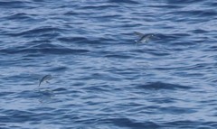 Cheilopogon