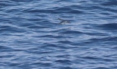 Cheilopogon