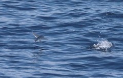 Cheilopogon