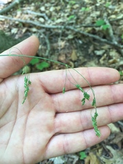 Poa saltuensis