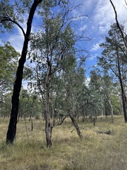 Eucalyptus chloroclada