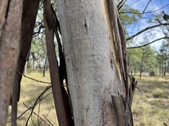 Eucalyptus chloroclada