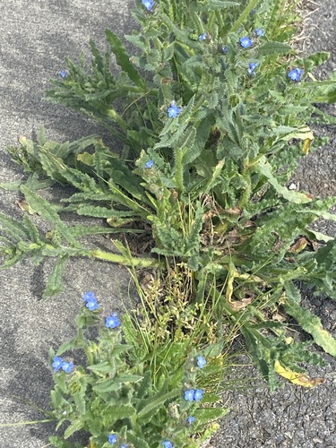 Anchusa arvensis iNat (3)