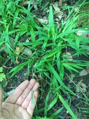 Carex leptonervia
