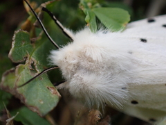 Spilosoma lubricipeda