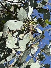 Eucalyptus chloroclada