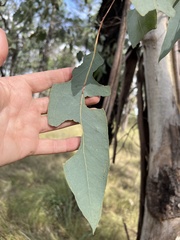 Eucalyptus chloroclada