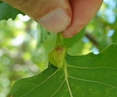 Pemphigus populicaulis