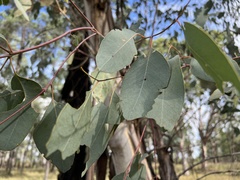 Eucalyptus chloroclada