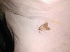 Mythimna riparia