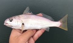 Genyonemus lineatus