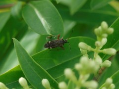 Closterotomus fulvomaculatus