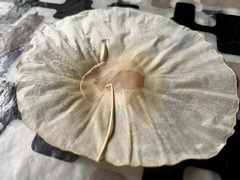 Aspidosperma megalocarpon