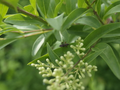 Closterotomus fulvomaculatus