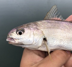 Genyonemus lineatus