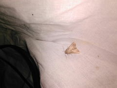 Mythimna riparia