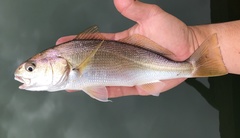 Genyonemus lineatus