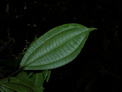 Miconia aliquantula