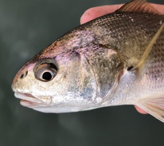 Genyonemus lineatus