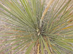 Yucca baileyi