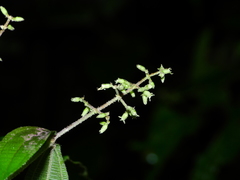 Miconia aliquantula