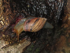 Plectostylus araucanus