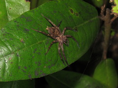 Tomopisthes horrendus