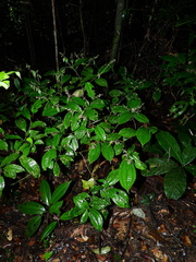Miconia aliquantula