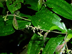 Miconia aliquantula