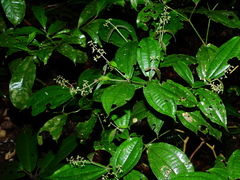 Miconia aliquantula