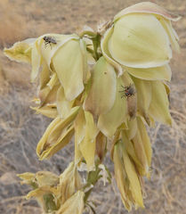 Yucca baileyi