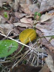 Rossmanomyces pyrolae