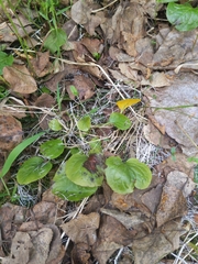 Rossmanomyces pyrolae