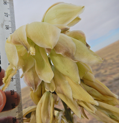 Yucca baileyi