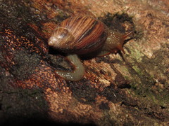 Plectostylus araucanus