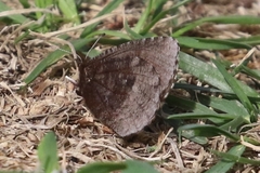 Erebia discoidalis