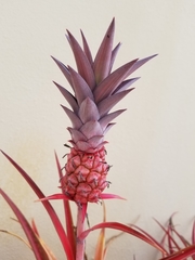 Ananas comosus microstachys